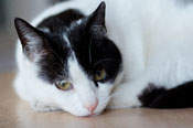 Black and white cat lying on floor