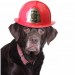 Dog in Firehat