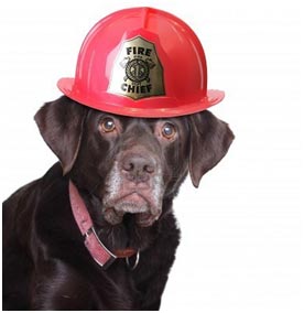 Dog in Firehat