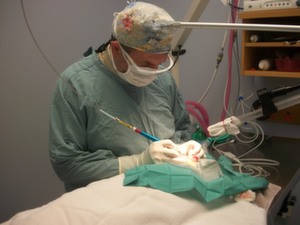 Animal Surgery