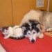 dog and cat lying on red pet bed