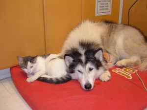 dog and cat lying on red pet bed