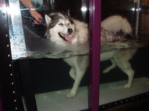 Dog in underwater Treadmill