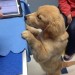 Golden Retriever looking around vet office