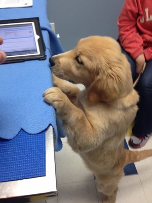 Golden Retriever looking around vet office