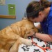 Golden Retriever being checked out by Dr. Lindsay