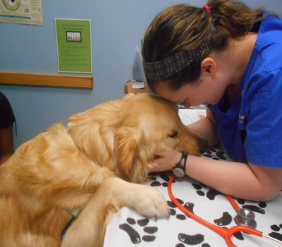 Golden Retriever being checked out by Dr. Lindsay