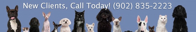 group of white and black dogs and cats in front of blue background - New Client, call us today!