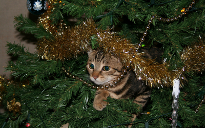 image for Keeping the Holidays Happy and Safe with Your Pets